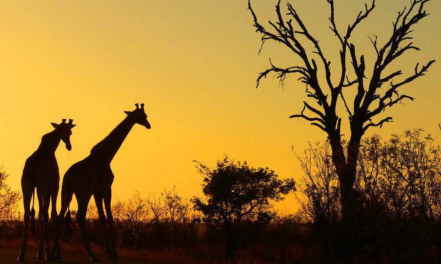 Round-trip flights from Belgrade to Johannesburg, South Africa for 405 € 