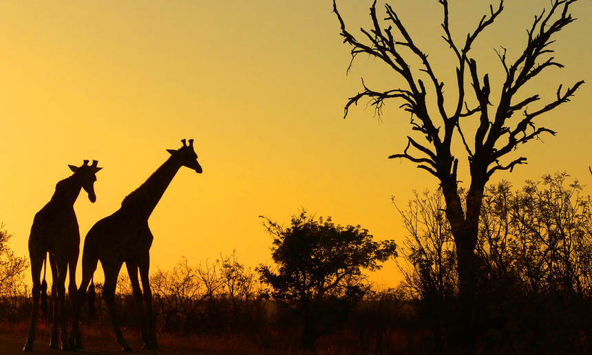 Round-trip flights from Amsterdam to Johannesburg, South Africa for only 331 € 