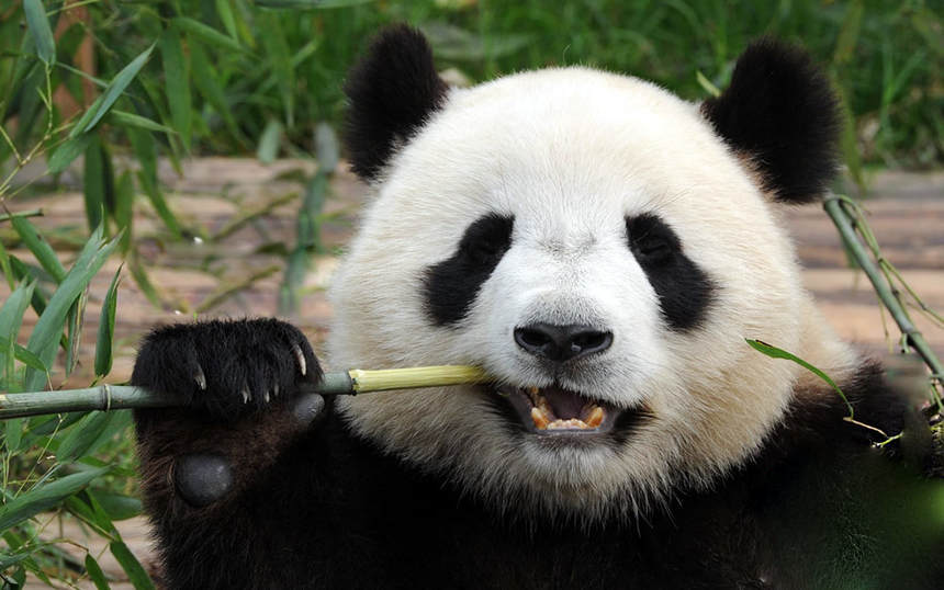 Direct round-trip flights from London to Chengdu, China on sale from 347 £